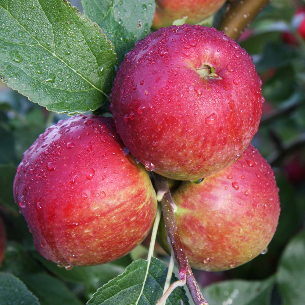 Apple Core Blimey