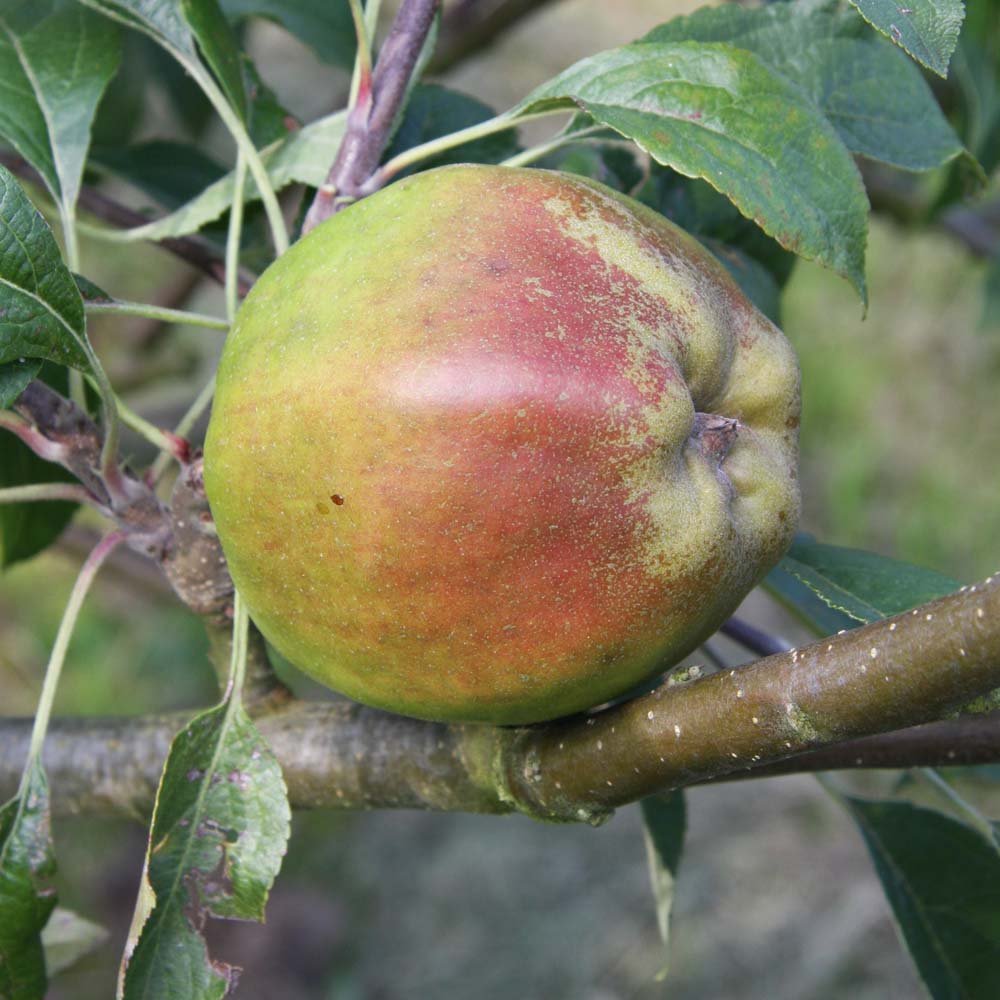 Provenance of English Apples, Cornish Gilliflower