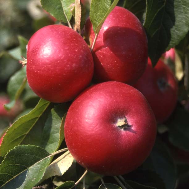 Provenance of English Apples, D'Arcy Spice