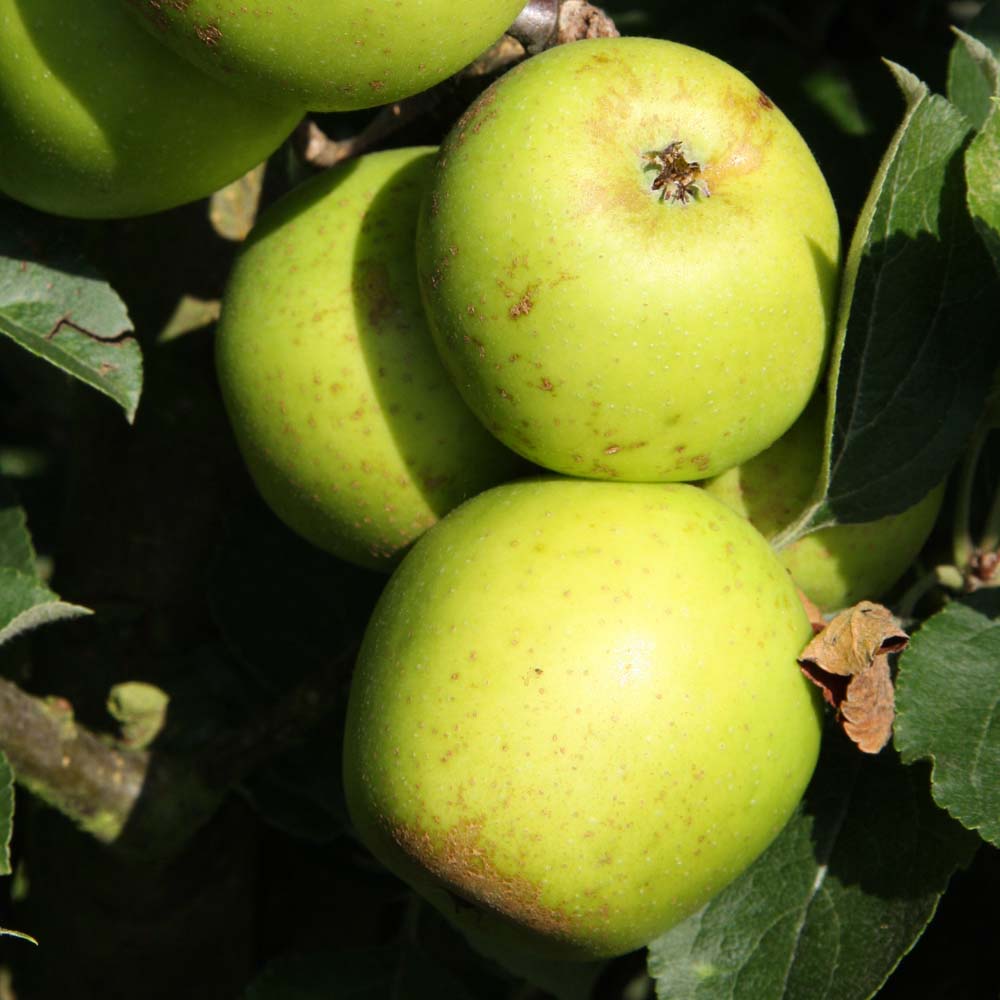 Provenance of English Apples, Golden Pippin