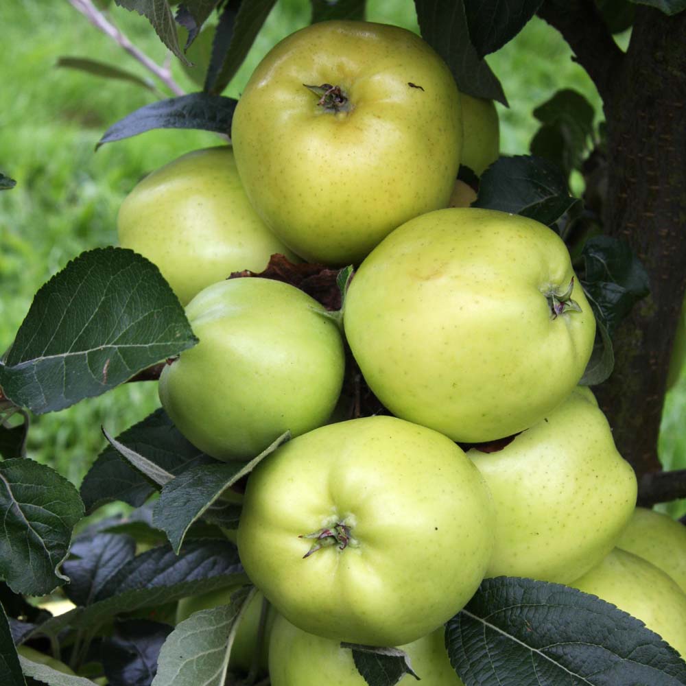 Provenance of English Apples, Keswick Codlin