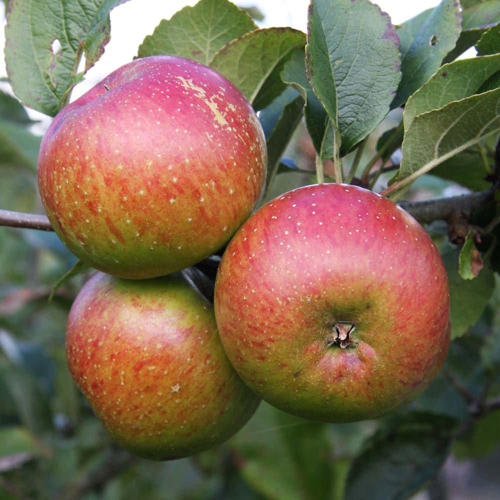 Apple Laxton's Superb