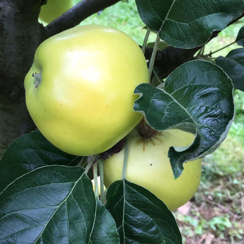 Provenance of English Apples, Morgan's Sweet