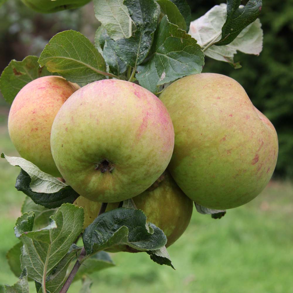 Provenance of English Apples, Peasgood's Nonsuch