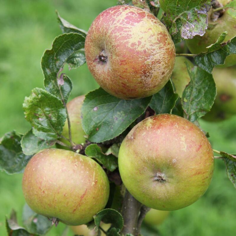 Provenance of English Apples 7