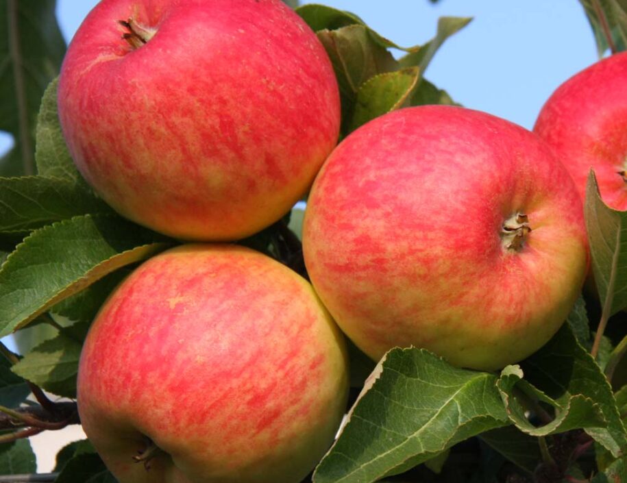 Provenance of English Apples 14
