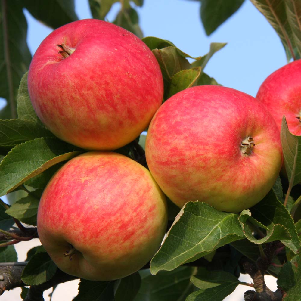 Provenance of English Apples, Red Falstaff