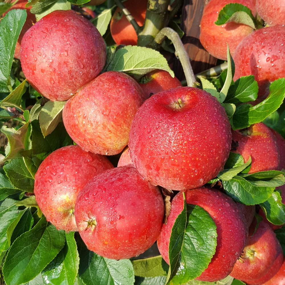 Provenance of English Apples, Red Windsor