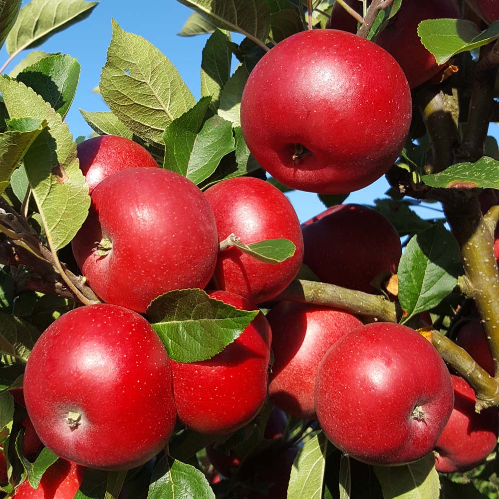 Provenance of English Apples, Rosette