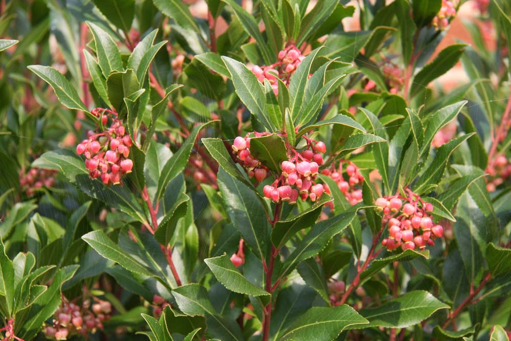 Arbutus unedo Rubra
Trees for Different Locations