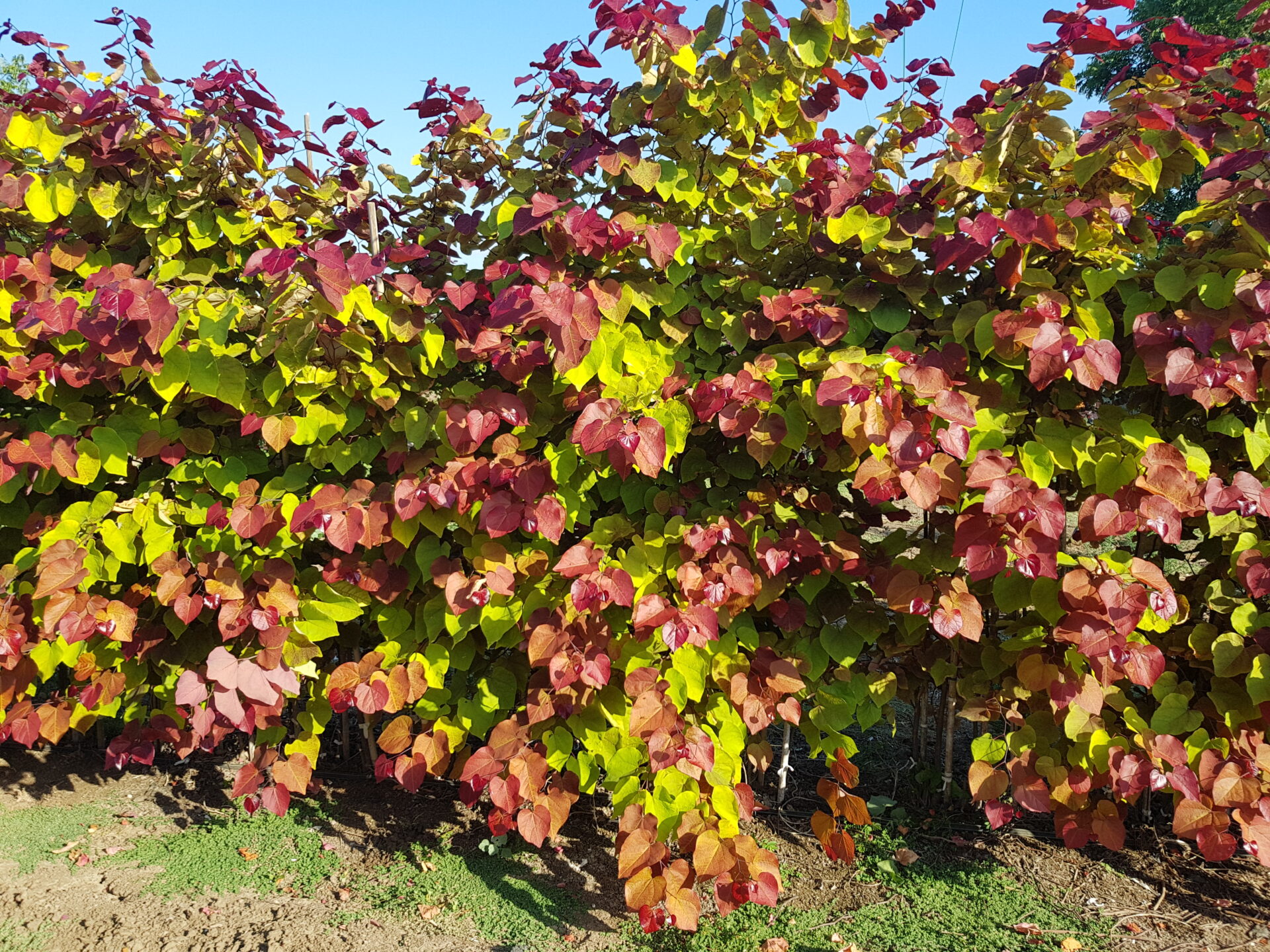 Cercis 'Eternal Flame' Wins HTA New Plant Award Frank P Matthews