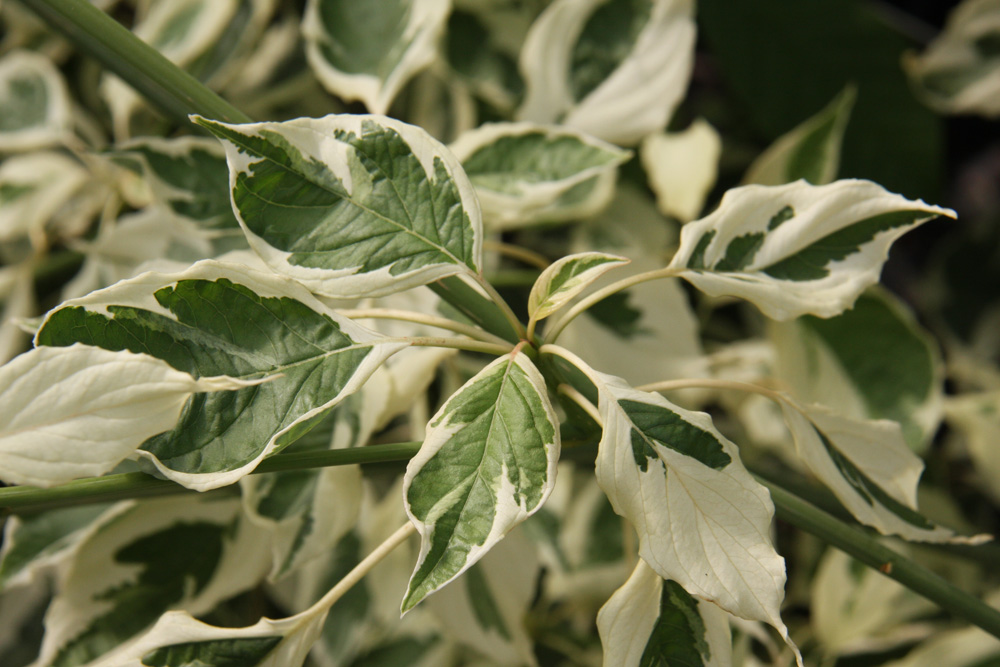 Cornus con Variegata Trees for Different Locations