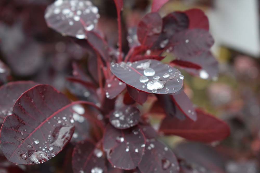 Cotinus cog Royal Purple