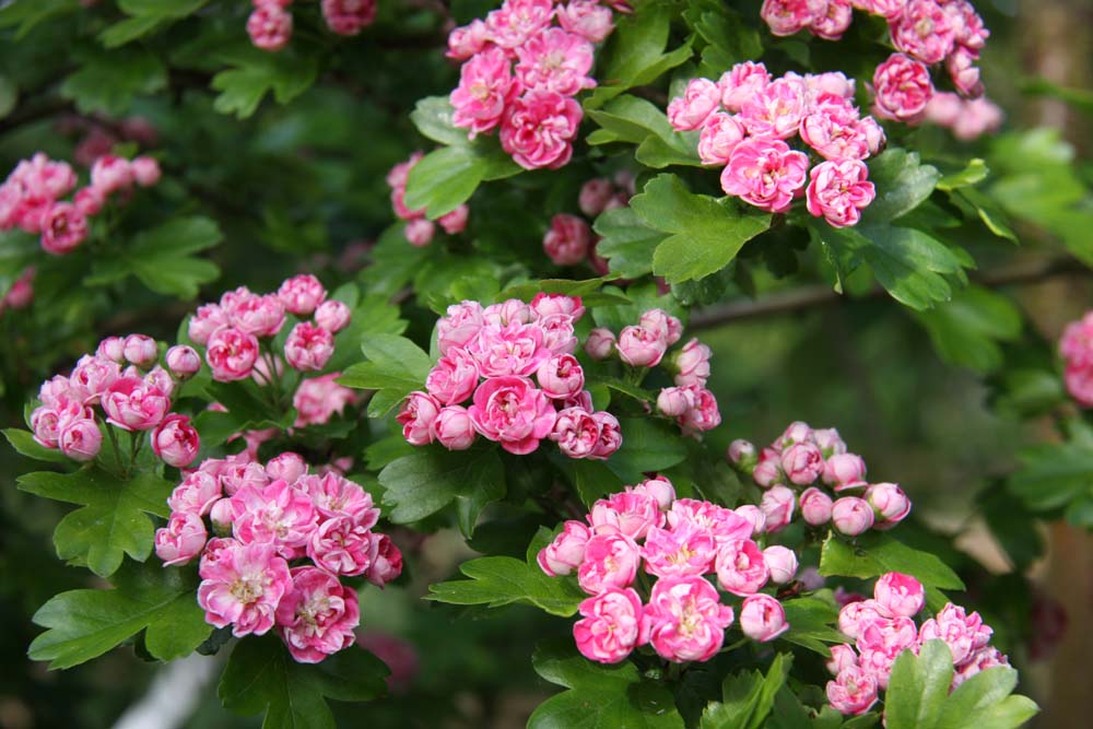 Crataegus lae ‘Rosea Flore Pleno’