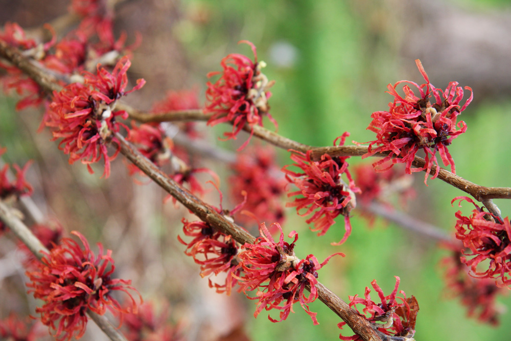 Hamamelis Diane