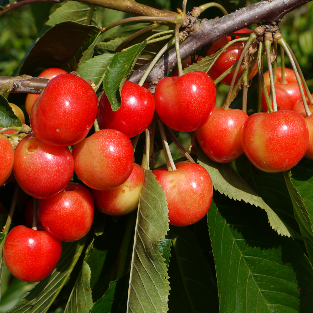 Cherries Starblush