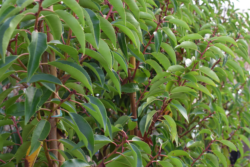 Prunus lus Angustifolia
Trees for Different Locations