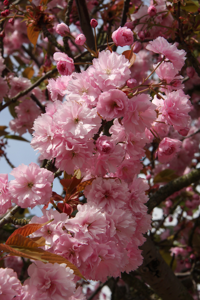 Flowering Periods for Ornamental Trees 2