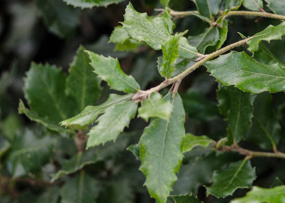 Quercus ilex