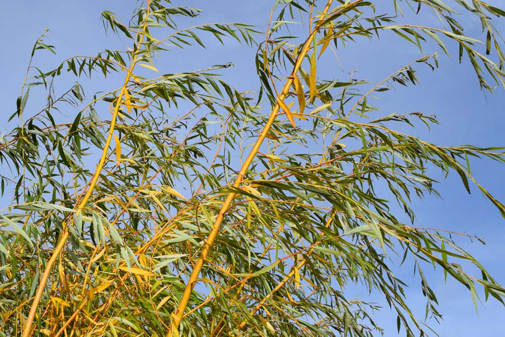 Salix alba Tristis
Trees for Different Locations