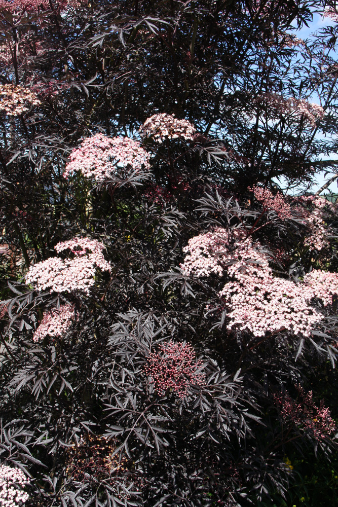 Flowering Periods for Ornamental Trees 3