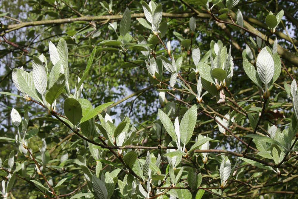 Sorbus aria Lutescens