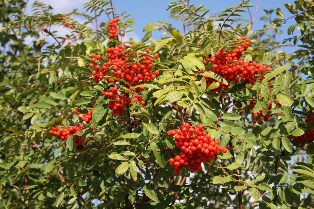 Sorbus aucuparia
Trees for Different Locations