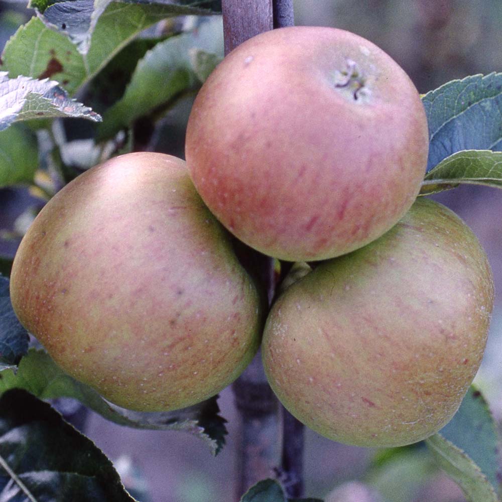 Apple Blenheim Orange