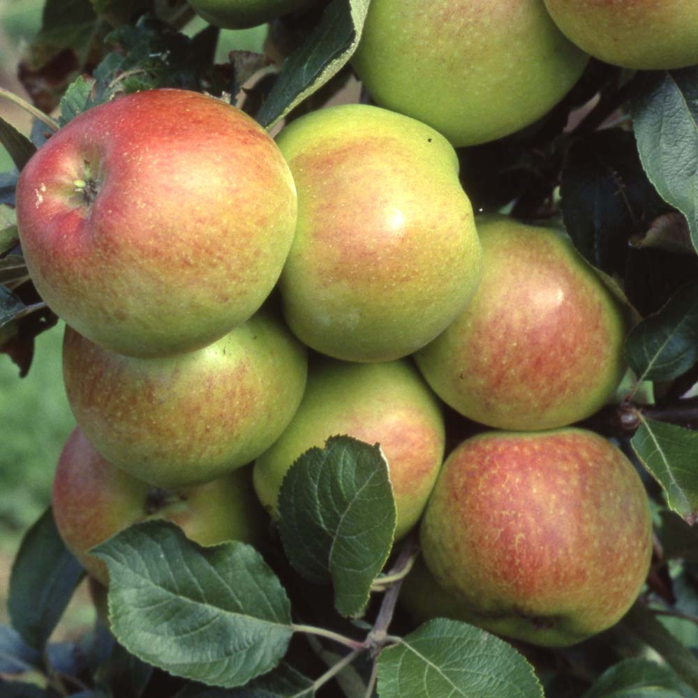 Provenance of English Apples, Chiver's Delight