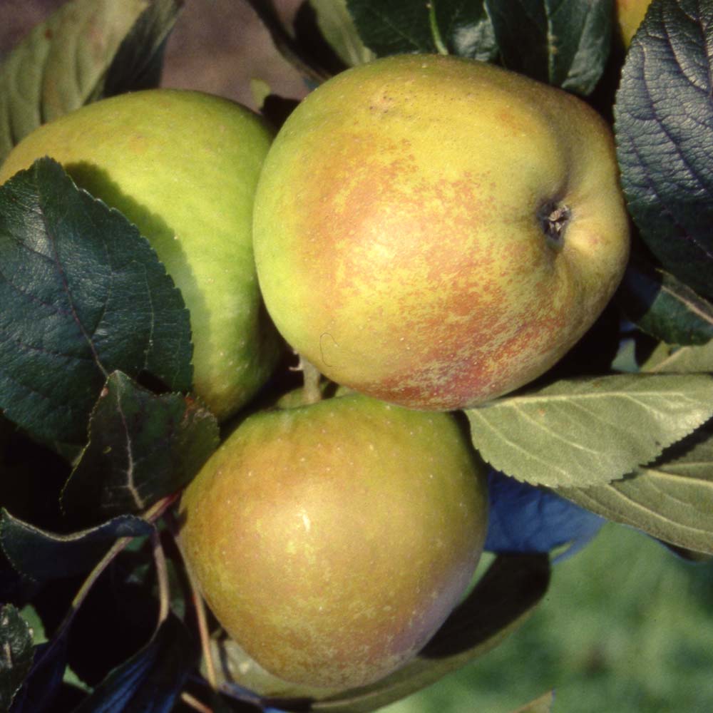 Provenance of English Apples, Rosemary Russet