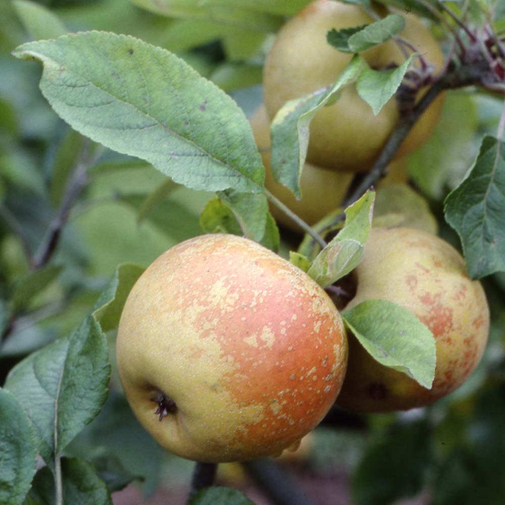 Apple St Edmund's Russet