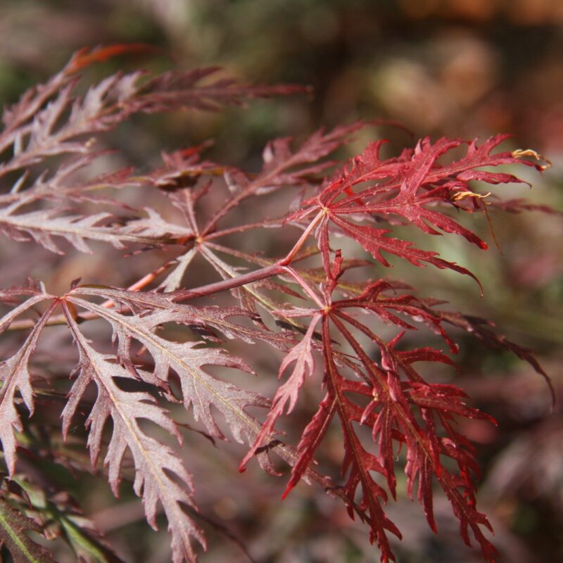 Acer palmatum 'Crimson Queen'