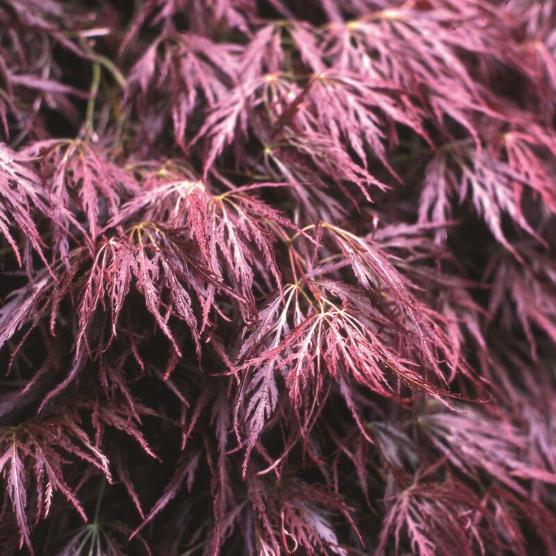 Acer Palmatum Garnet Frank P Matthews acer-palmatum-garnet-frank-p-matthews