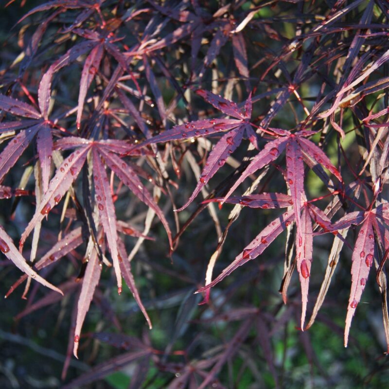 Acer palmatum 'Hubbs Red Willow'