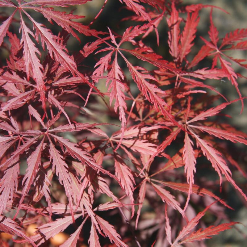 Acer palmatum 'Tamukeyama' 4