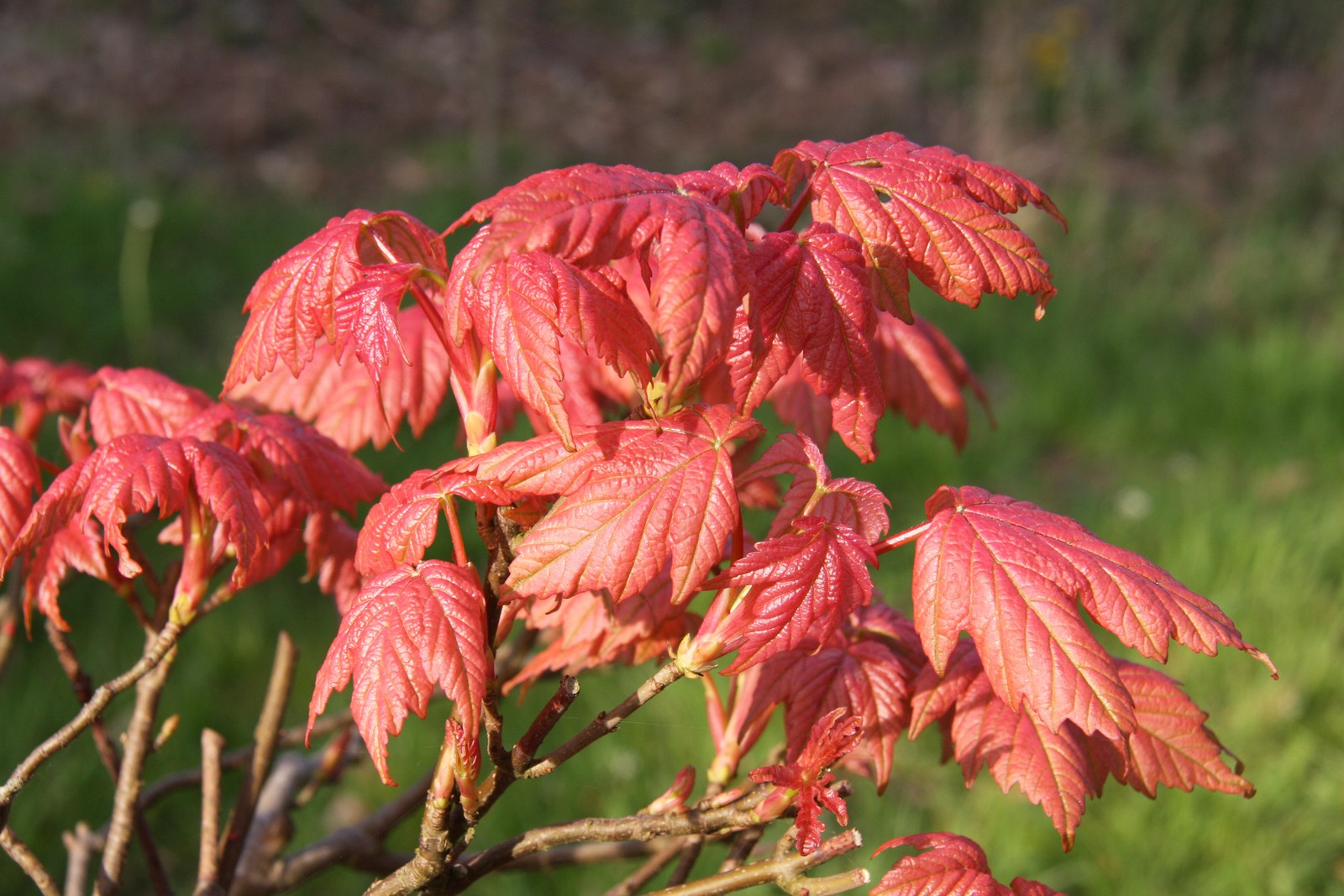 Acer pseudoplatanus 'Brilliantissimum' Tree - 10Ltr Pot