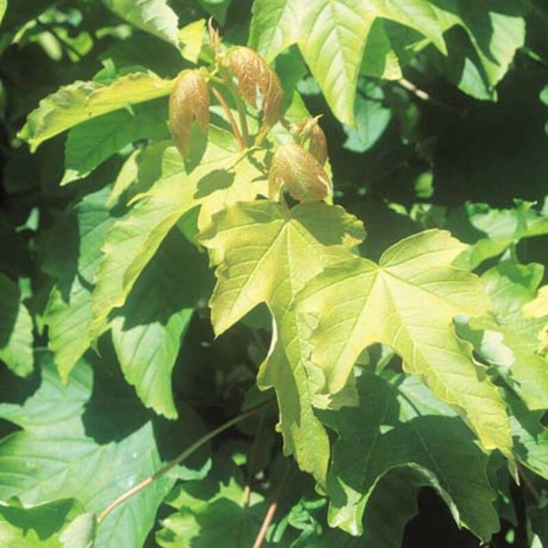 Acer pseudoplatanus 'Worley'