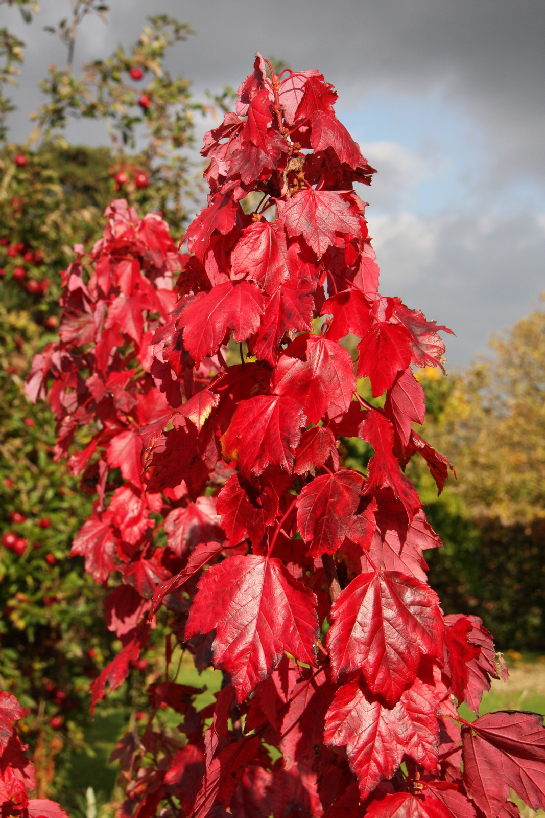 Acer rubrum 'Red Sunset' Frank P Matthews