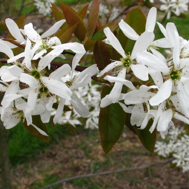 Amelanchier x grandiflora 'Robin Hill' | Frank P Matthews