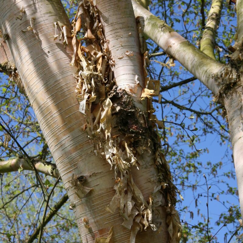Betula utilis 'Moonbeam' Frank P Matthews