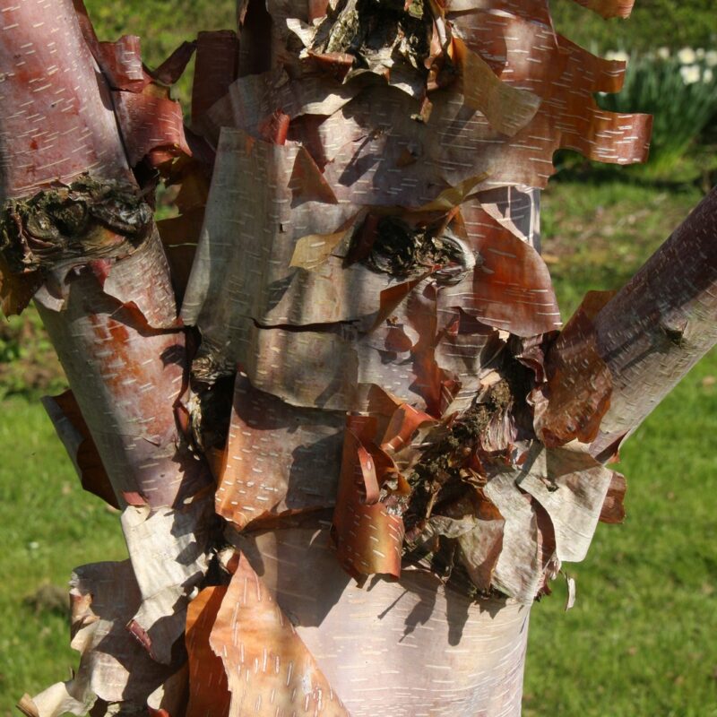 Betula pendula 'Fastigiata Joes'® (JOLEP 1) | Frank P Matthews
