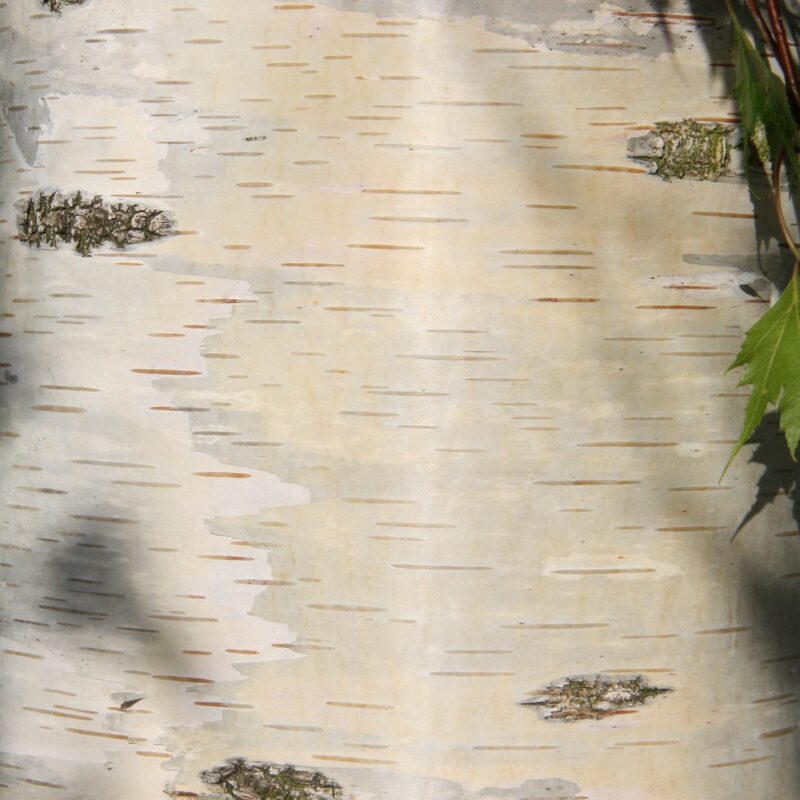 Betula pendula 'Fastigiata Joes'® (JOLEP 1) | Frank P Matthews