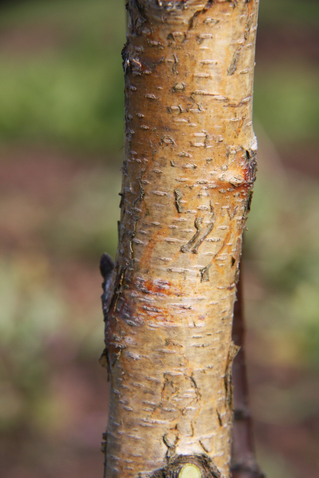 Betula pendula 'Fastigiata Joes'® (JOLEP 1) | Frank P Matthews