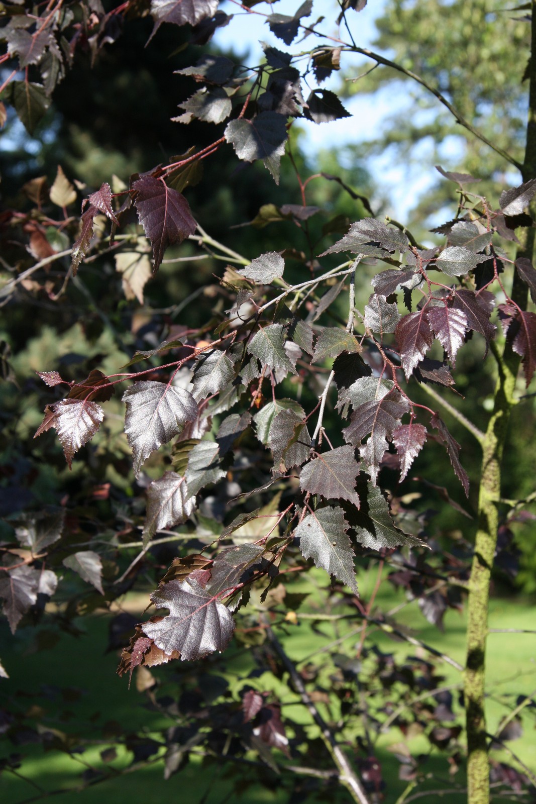 Betula Pendula Royal Frost Frank P Matthews Betula Pendula Royal Frost Frank P Matthews