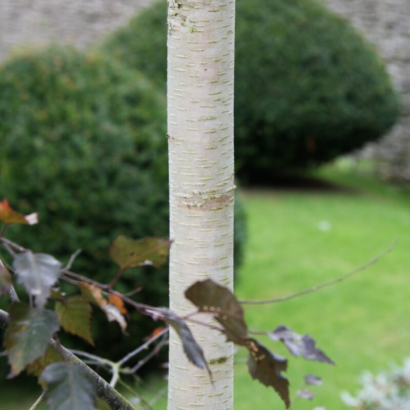 Betula pendula Rotblättrige sospesa betulla Royal Frost 100-125cm 