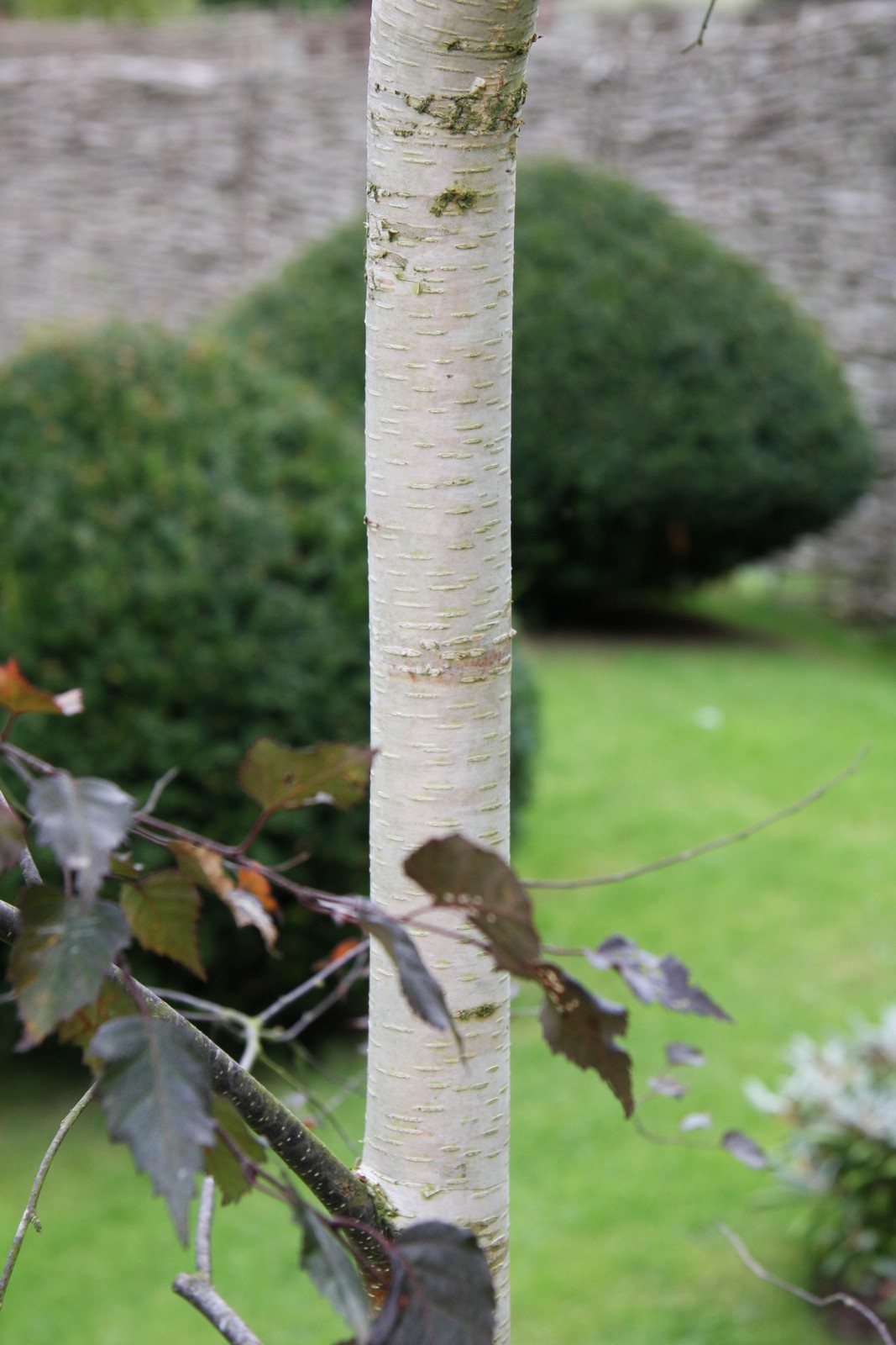 Betula Pendula Royal Frost Frank P Matthews Betula Pendula Royal Frost Frank P Matthews