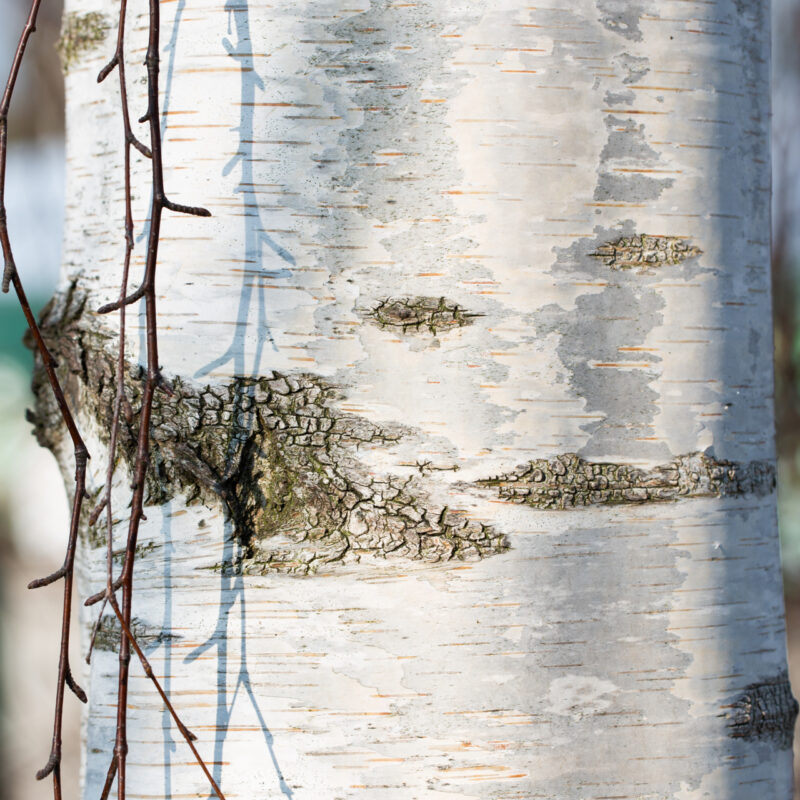 Betula pendula 'Fastigiata Joes' ® (JOLEP 1) | Frank P Matthews