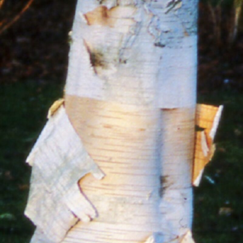 Betula utilis 'Moonbeam' Frank P Matthews