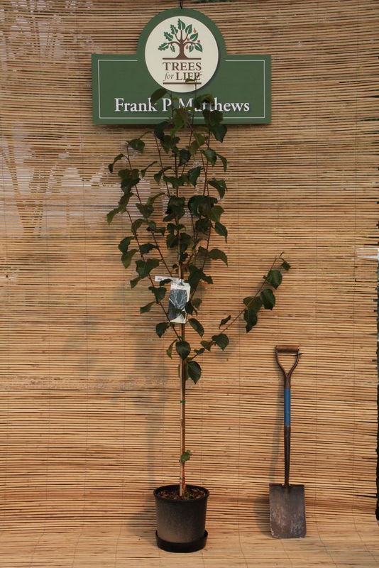 Betula utilis 'Moonbeam' Frank P Matthews