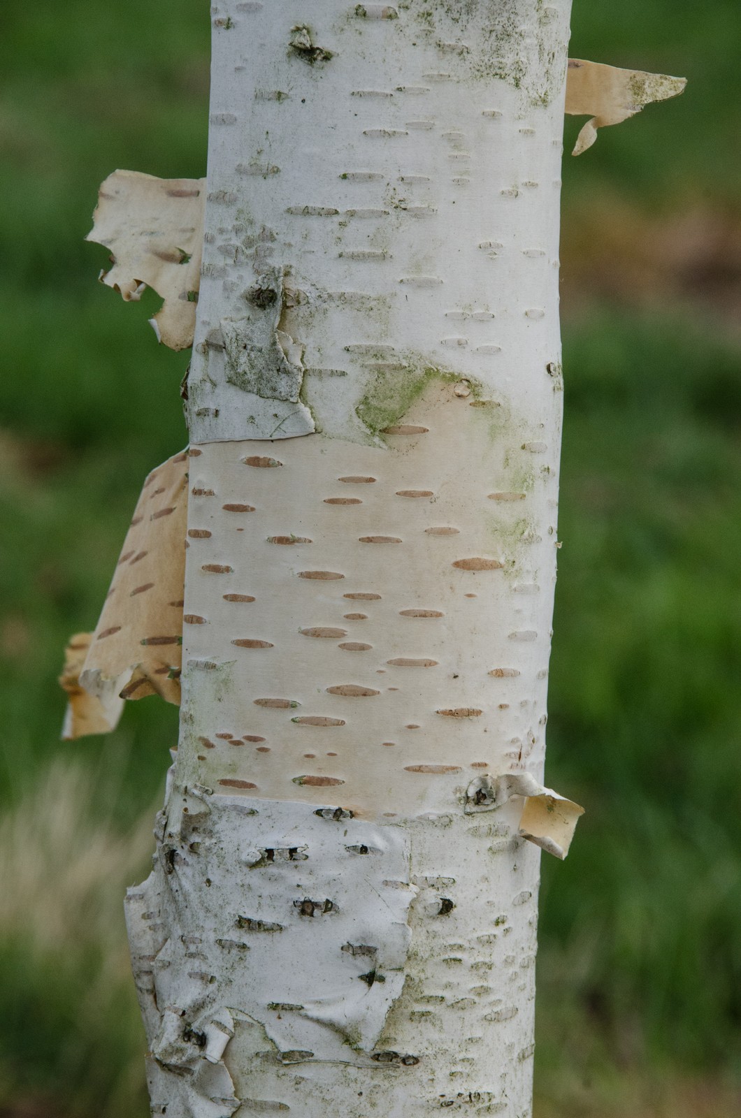 Betula utilis 'Moonbeam' Frank P Matthews